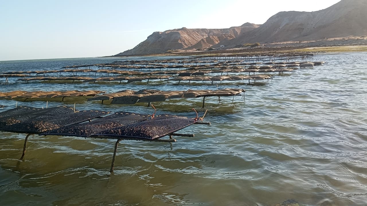 Huîtres N3 Sraidimar Dakhla certifiées ONSSA