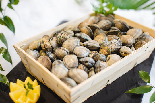 Palourdes royales fraîches de Dakhla